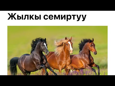 Видео: Жылкы багуу,тез семиртуу👍🏻/0700010700