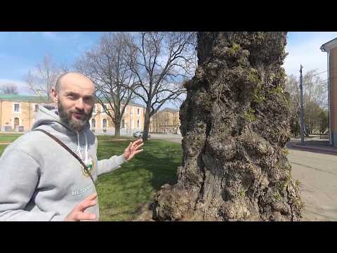 Видео: "Тимирязевские истории"