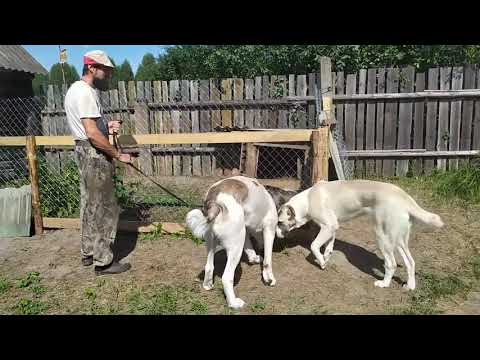 Видео: Знакомство алабаев Эскера и Айлы
