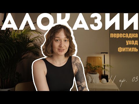 Видео: алоказии: пересадка, фитиль, и причем тут биогумус // ep. 03