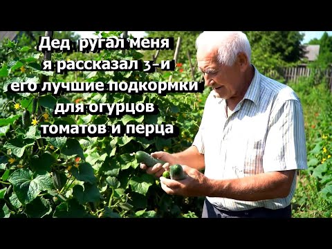Видео: 3 простых подкормки для огурцов и томатов которые реально работают!