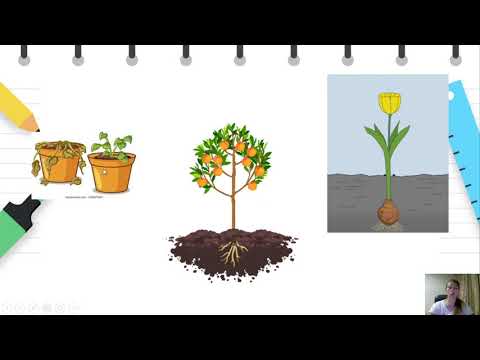 Видео: III одделение - Природни науки - Делови на растение