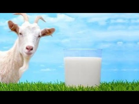 Видео: Стоит ли заводить козу в хозяйстве? Чем кормить козу до окота.....🐐