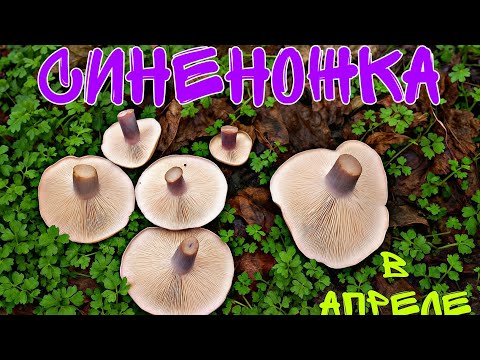 Видео: Гриб синеножка и сморчки степные в апреле.