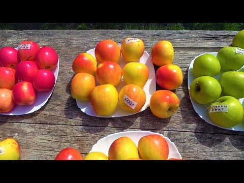 Видео: Обзор плодов на 24 апреля / Сохранность некоторых поздне-зимних сортов в обычном подвале