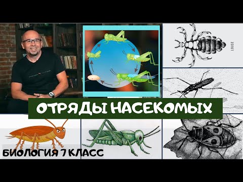 Видео: Отряды Прямокрылые, Таракановые, Вши, Равнокрылые хоботные, Клопы. Класс Насекомые. Биология 7 класс