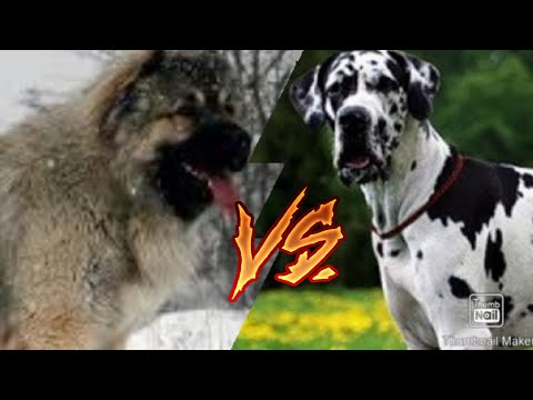 Видео: Кавказская овчарка против Немецкого дога//Animals Battle//Versus//Собаки//