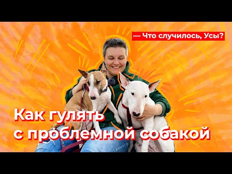 Видео: Что случилось, Усы? Как гулять с проблемной собакой