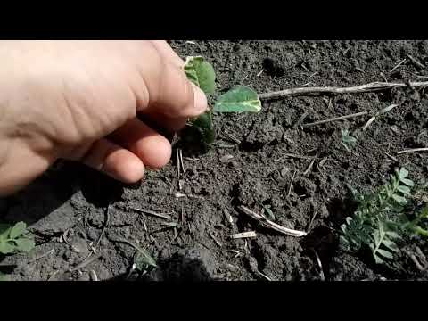 Видео: Всходы ГОРОХ+НУТ
