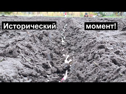 Видео: НАШ БИЗНЕС В ДЕРЕВНЕ. ПОСАДИЛИ ЧЕСНОК.