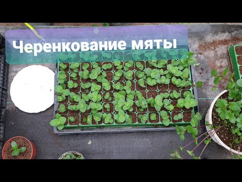 Видео: Черенкование мяты. Укореняется как сорняк. Выход 100%