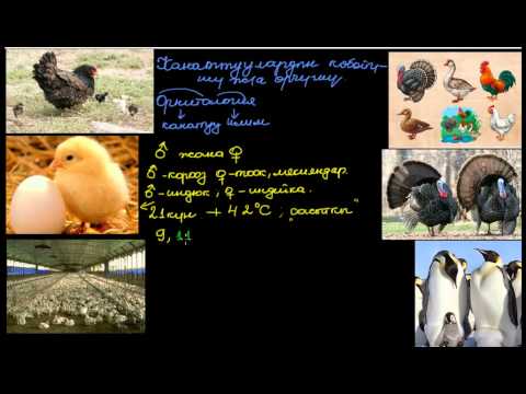 Видео: Орнитология_Канаттуулардын өрчүшү жана көбөйүшү