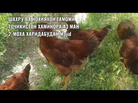 Видео: Ломан ва Рябушка хамаш бо дасгирии худам калон кардаан Маjid 10.09.2024