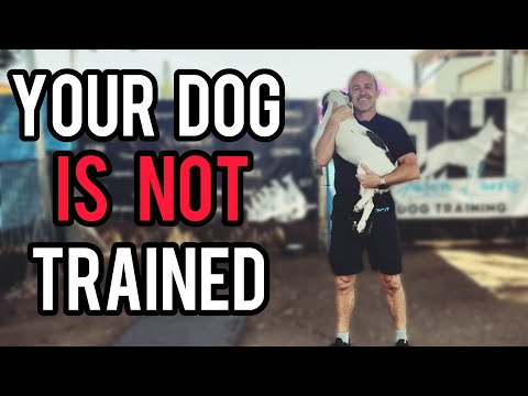 Видео: Вы совершаете эту ошибку при дрессировке собак?
