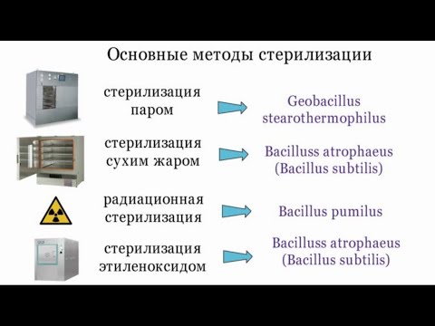Видео: Каким штаммом микроорганизма проверяют эффективность стерилизации