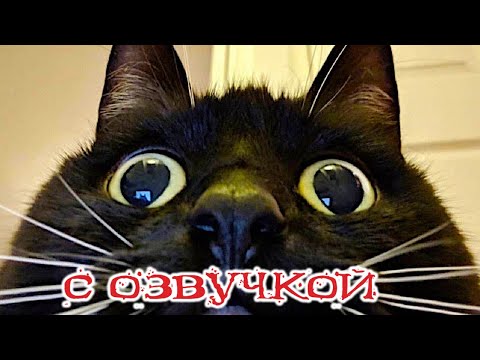 Видео: Приколы с котами! - С ОЗВУЧКОЙ! Самые смешные животные! - Смешные коты!