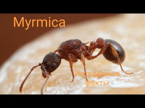 Видео: Myrmica sp. Как содержать мирмику. Интересные факты.