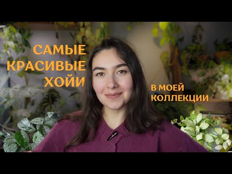 Видео: Любимые ХОЙИ из моей КОЛЛЕКЦИИ РАСТЕНИЙ | ТОП 10 самых КРАСИВЫХ хой