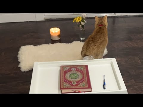 Видео: Daniella Дана Yussupbek is live!