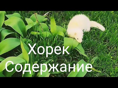 Видео: Содержание Хорька. Хорек в домашних условиях. Как правильно ухаживать за хорьком?!