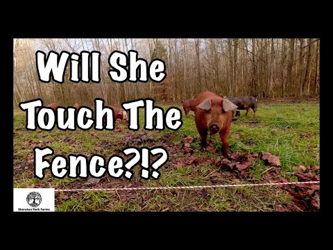 Видео: Приучение свиней к электричеству: 3 совета по успешному использованию электроограждения для свиней