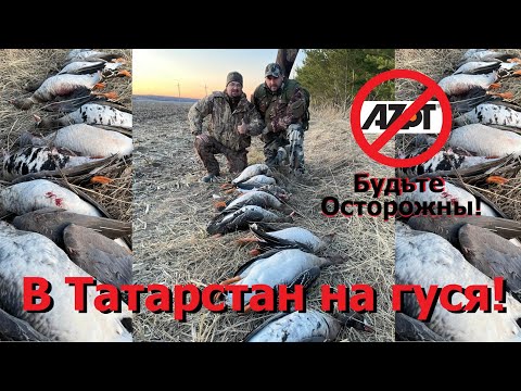 Видео: Охота на гуся Татарстан! Гусиные патроны Азот подвели!