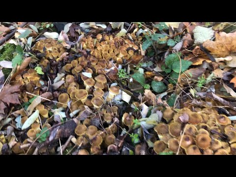 Видео: Все в товстоногих грибочках