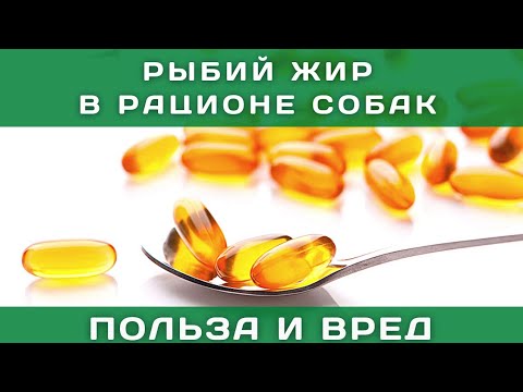 Видео: 🐾🐕📝 Рыбий жир в рационе собак: польза и вред, дозировка