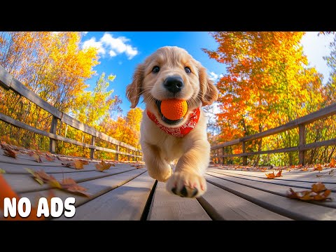 Видео: 12 часов видео со щенками для собак 🐶 Успокаивающая музыка & играющие щенки 💖🌈для собак🎵 Без рекламы