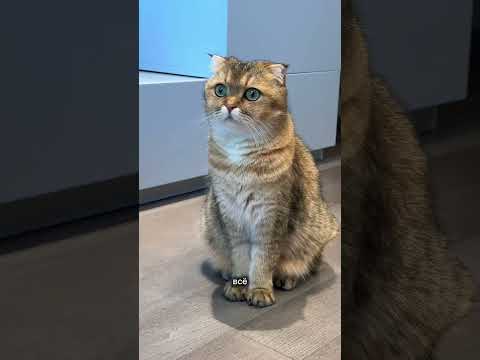 Видео: Гуччи нашли замену