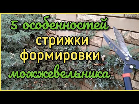 Видео: Как обрезать МОЖЖЕВЕЛЬНИК? 5 правил! (стрижка, формировка). ДЕТАЛЬНО.