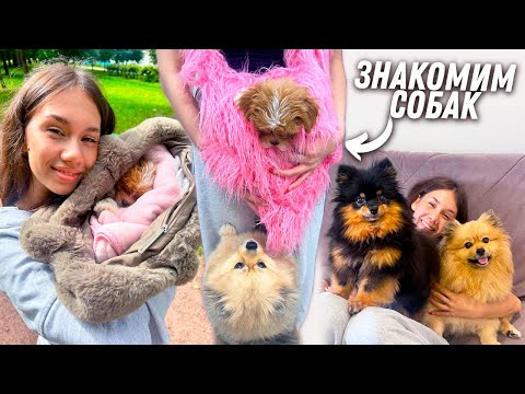 Видео: Принесла ЩЕНКА на ЗНАКОМСТВО с Моней и Элей