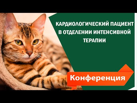 Видео: Лекция для ветеринаров . Тема : Кардиологический пациент в отделении интенсивной терапии