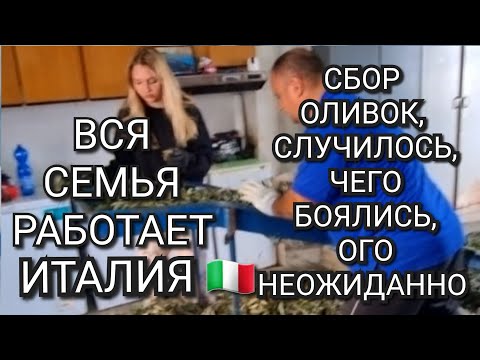 Видео: ИТАЛИЯ, СБОР ОЛИВОК, ЧЕГО БОЯЛИСЬ, СЛУЧИЛОСЬ, НЕОЖИДАННО, ВСЕ НА РАБОТЕ, 