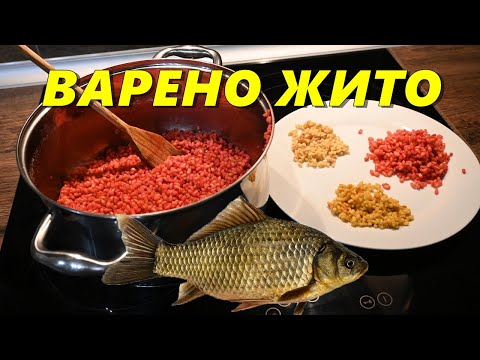 Видео: КАК да си НАПРАВИМ ВАРЕНО ЖИТО ? ЗАХРАНКА за РИБОЛОВ и СТРЪВ за КАРАКУДИ, ШАРАНИ и други РИБИ