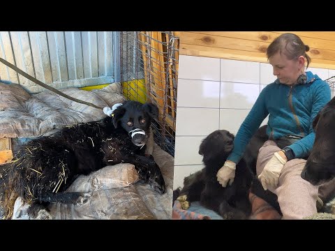 Видео: Из агрессивного и дикого зверя в ласкового домашнего питомца за 4 дня