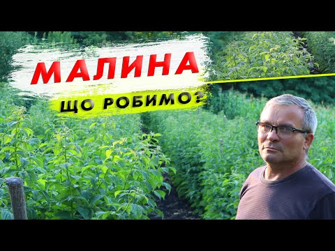 Видео: Догляд за малиною. Які проблеми з вирощуванням малини?