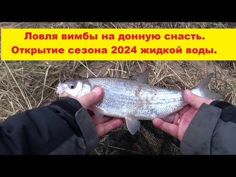 Видео: Открытие сезона 2024.Ловля вимбы на донную снасть.Весенняя разведка.Vimbas cope Gaujas upē.