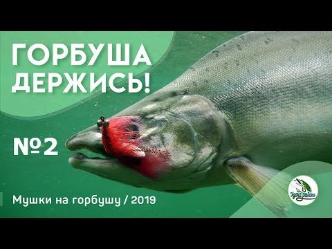 Видео: Вязание мушек для рыбалки. Мушка на горбушу в Умбе и Колвице 2019