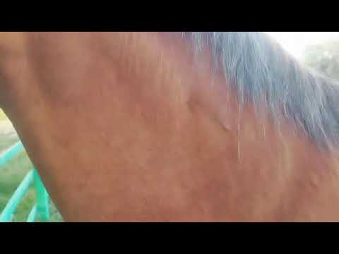Видео: САТЫЛДЫ