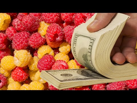 Видео: Малинадан даромад олиш # 3