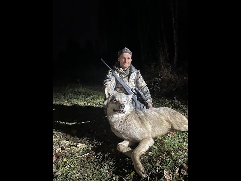 Видео: охота на волка и кабана в Тюмени