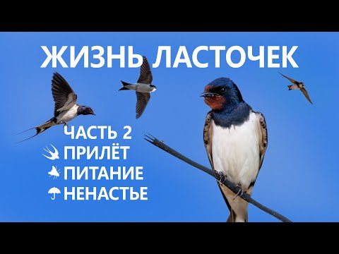Видео: Жизнь ласточек #2/5. ✈ Прилёт. 🐞 Питание. ☂️ Ненастье
