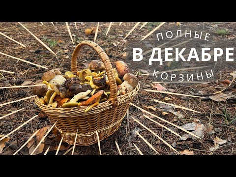 Видео: ШОК!!! Грибное Зимой! БЕЛЫЕ грибы в ДЕКАБРЕ! Поляны гигрофоров, маслята и зимние опята!