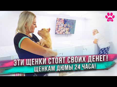 Видео: Самые дорогие щенки! Первые 24 часа жизни щенков! Приняла ли их мать?