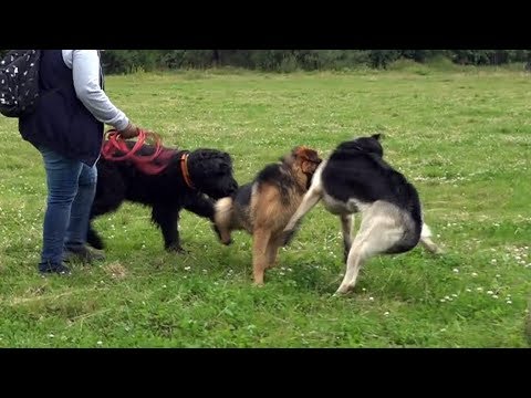 Видео: Когда собаки дерутся, что делать? Выпуск 10.