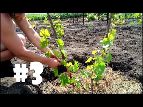 Видео: Уход за однолетним кустом винограда, подвязка, пасынкование