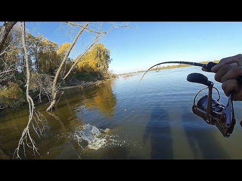 Видео: СААНЧЕЕЕС!!!! ЭТО ПЯТНАШКА !!!! ДАВАЙ ПОДСАК!!!!Трофейная рыбалка осенью!!!