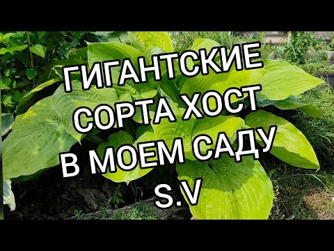 Видео: Гигантские сорта хост в моем саду...#hosta #сорт#гигантскийразмер#коллекция #хоста