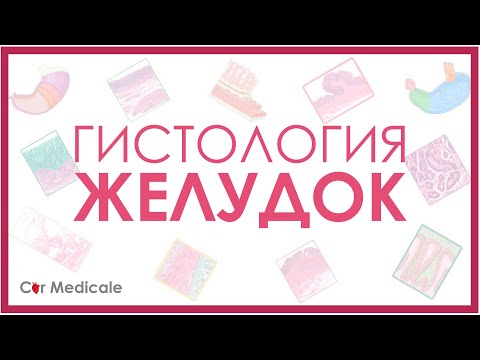 Видео: Гистология желудка